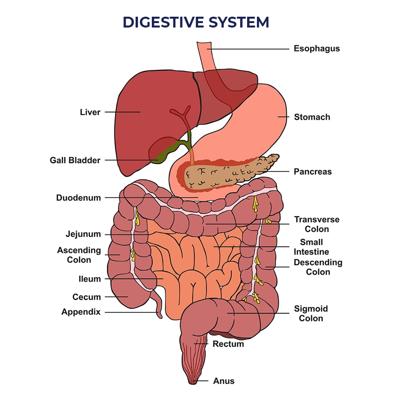 THE GMC DOESN’T HAVE A GASTROENTEROLOGY DEPARTMENT!