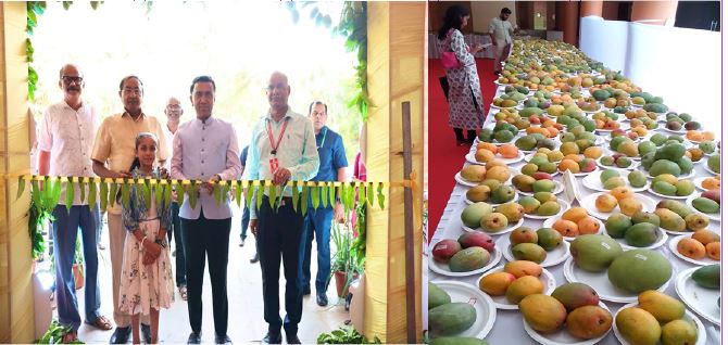 MANGOES, MANGOES EVERYWHERE!
