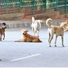 STRAY DOGS CAN CAUSE RABIES!