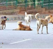 STRAY DOGS CAN CAUSE RABIES!