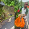 LANGUR HIT BY A PASSING VEHICLE DIES!By Dominick Rodrigues