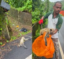 LANGUR HIT BY A PASSING VEHICLE DIES!By Dominick Rodrigues
