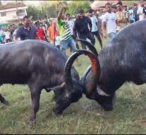 HIGH COURT CLAMPS DOWN ON BULLFIGHTS IN GOA!                 By Dr Olav Albuquerque