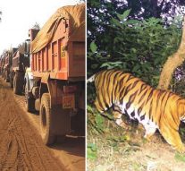 MINING TRUCKS, NOT TIGERS!