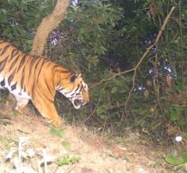 RANES DON’T WANT TIGER RESERVE