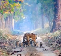 CAN TIGERS REPLACE CORRUPT POLITICIANS?