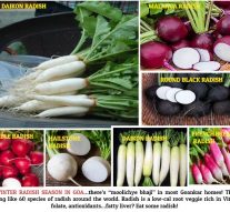 WHAT A FEAST OF RADISH IN THE WET MARKET OF PANJIM CURRENTLY!