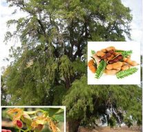 HOW MUCH I LOVE TAMARIND… Here are the gifts and joys of tamarind trees