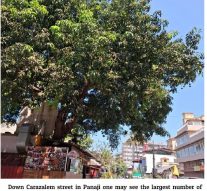 IF IT’S GREEN MANGO SEASON…