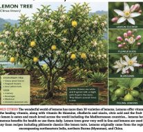 LEMON TREE, VERY PRETTY….